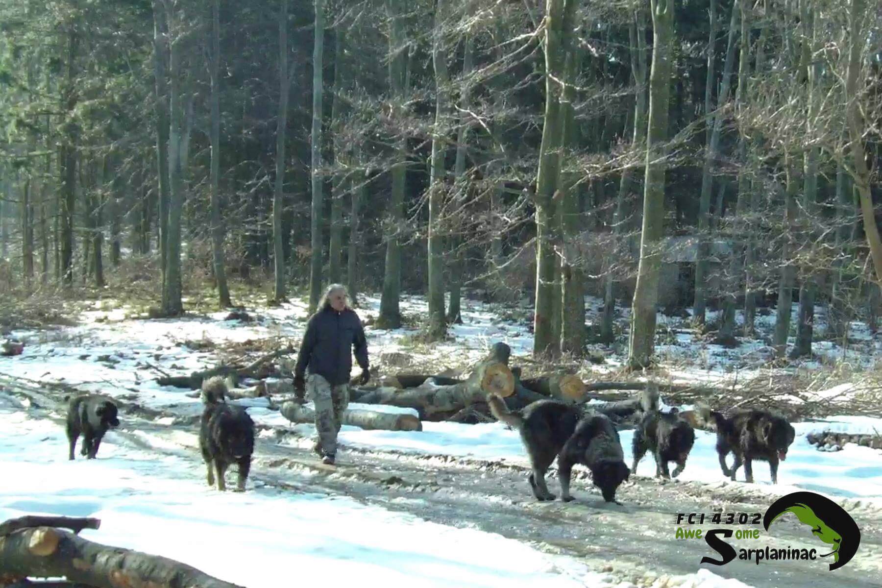 Winner small image - Sarplaninac Dogs & Puppies FCI 4302